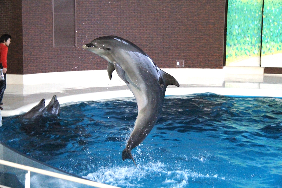 下関市立しものせき水族館「海響館」