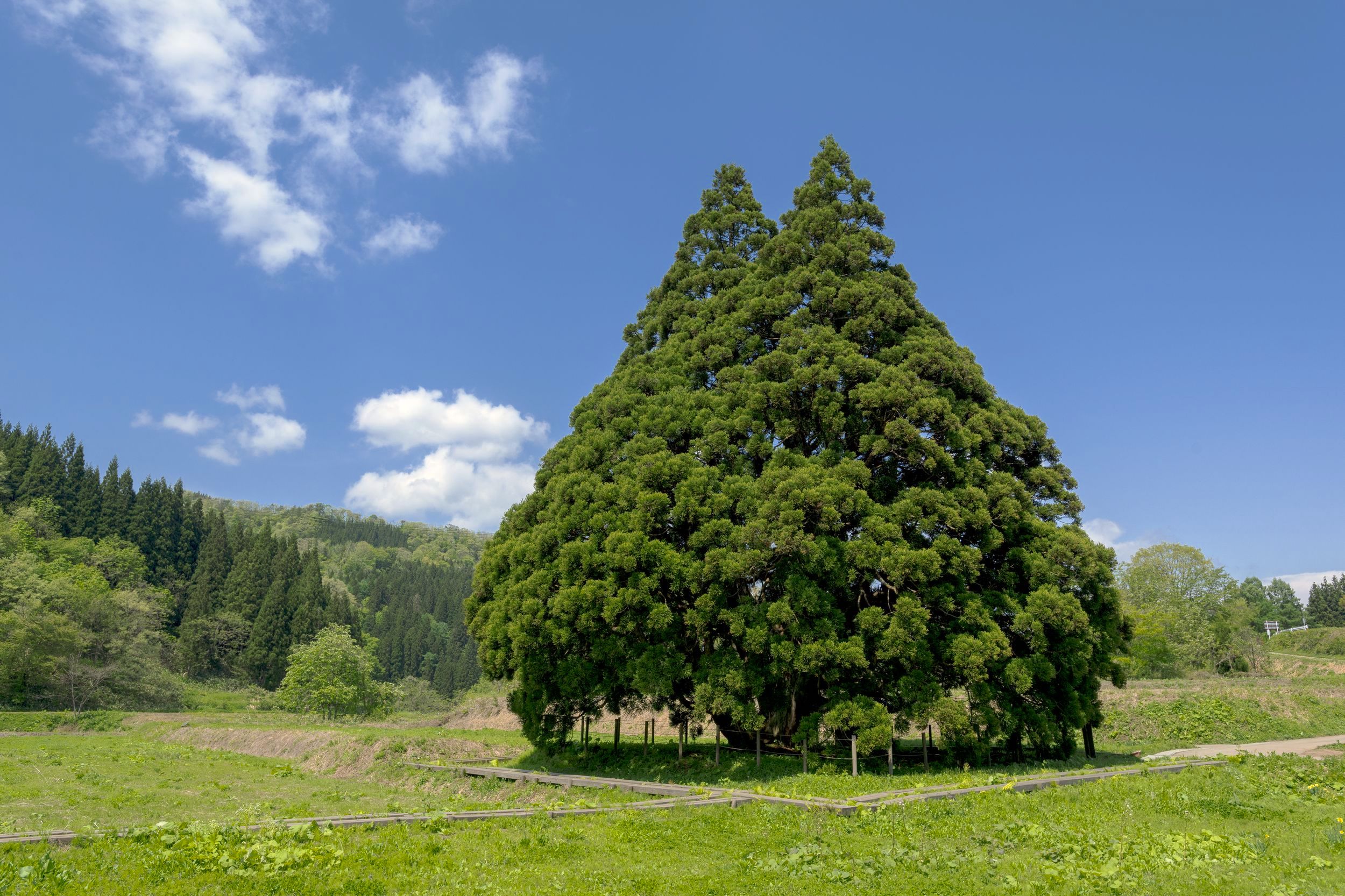 小杉の大杉 トトロの木