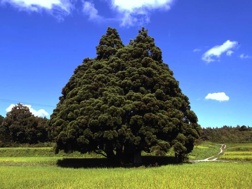 小杉の大杉