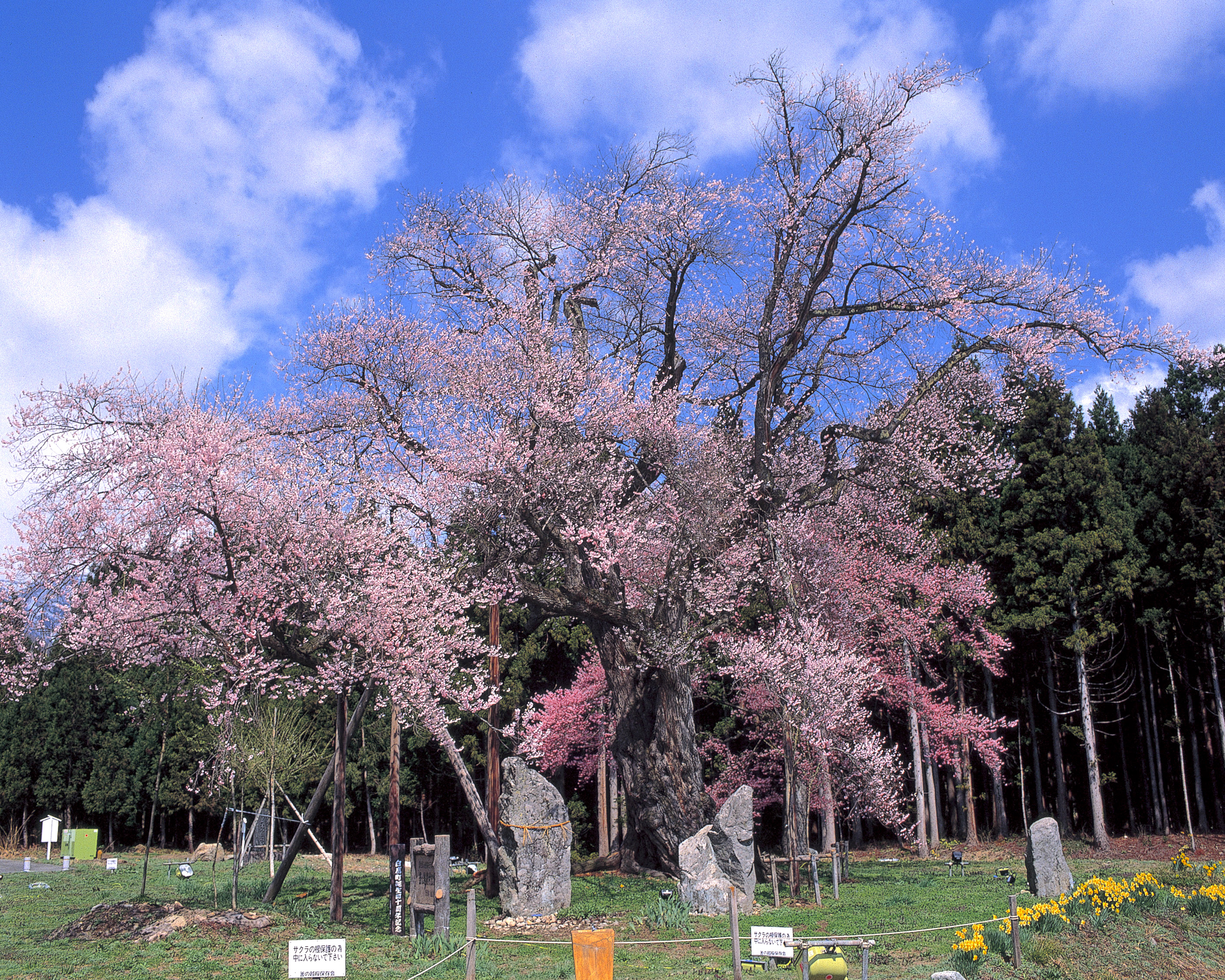 釜の越桜