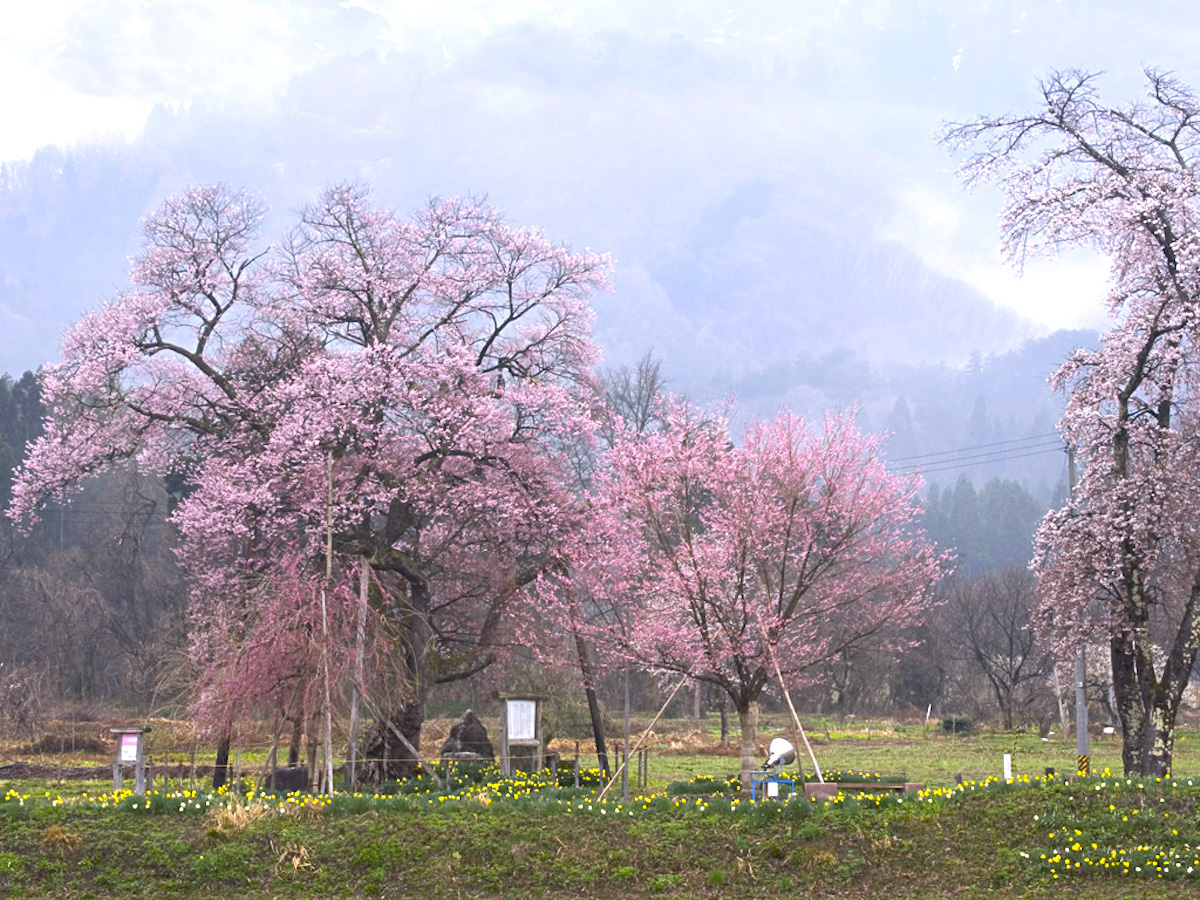 伊佐沢の久保桜