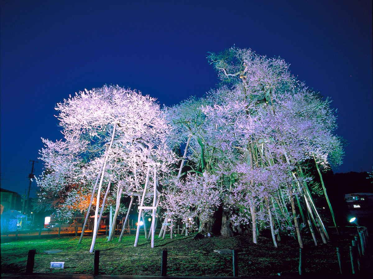 伊佐沢の久保桜