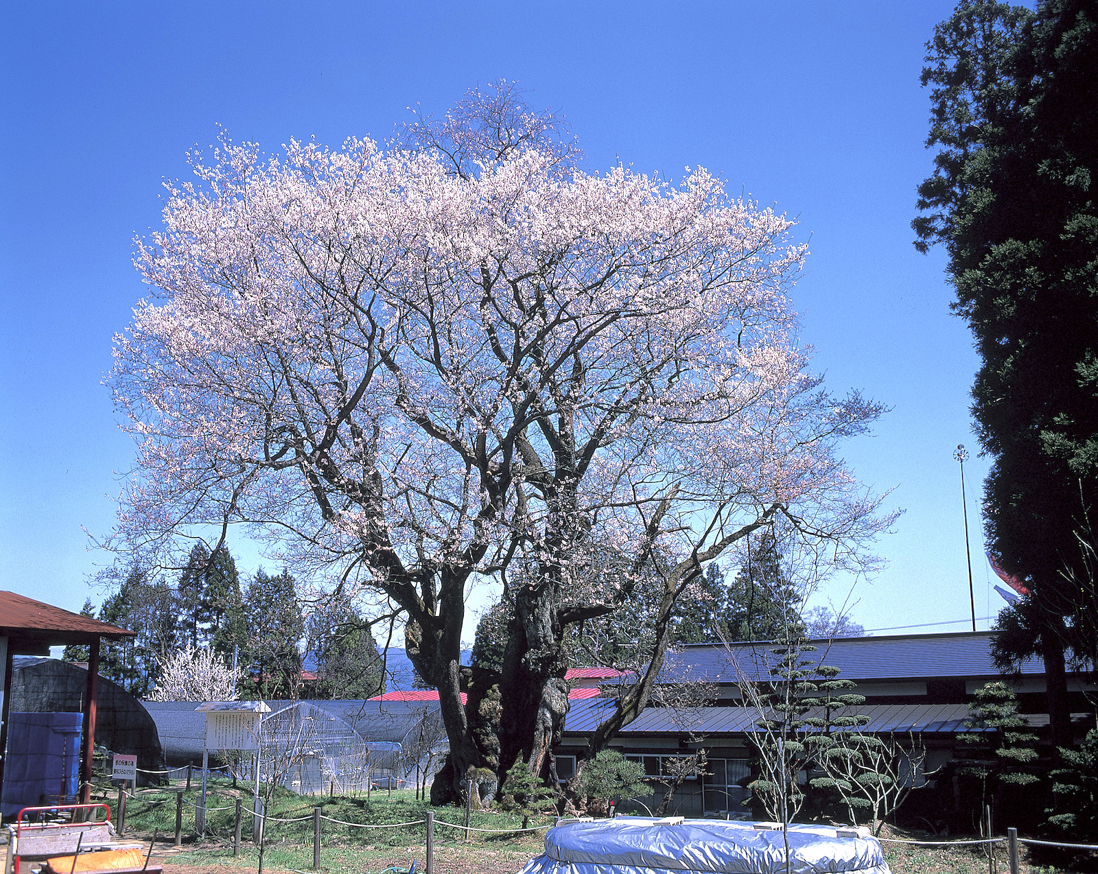 草岡の大明神桜