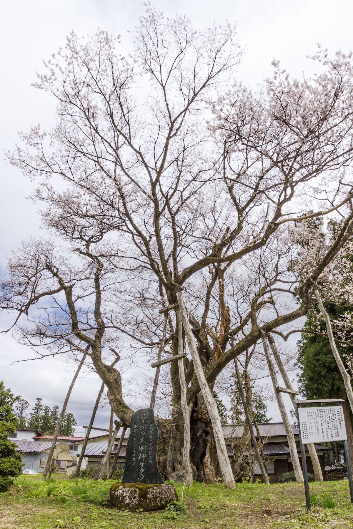 草岡の大明神桜