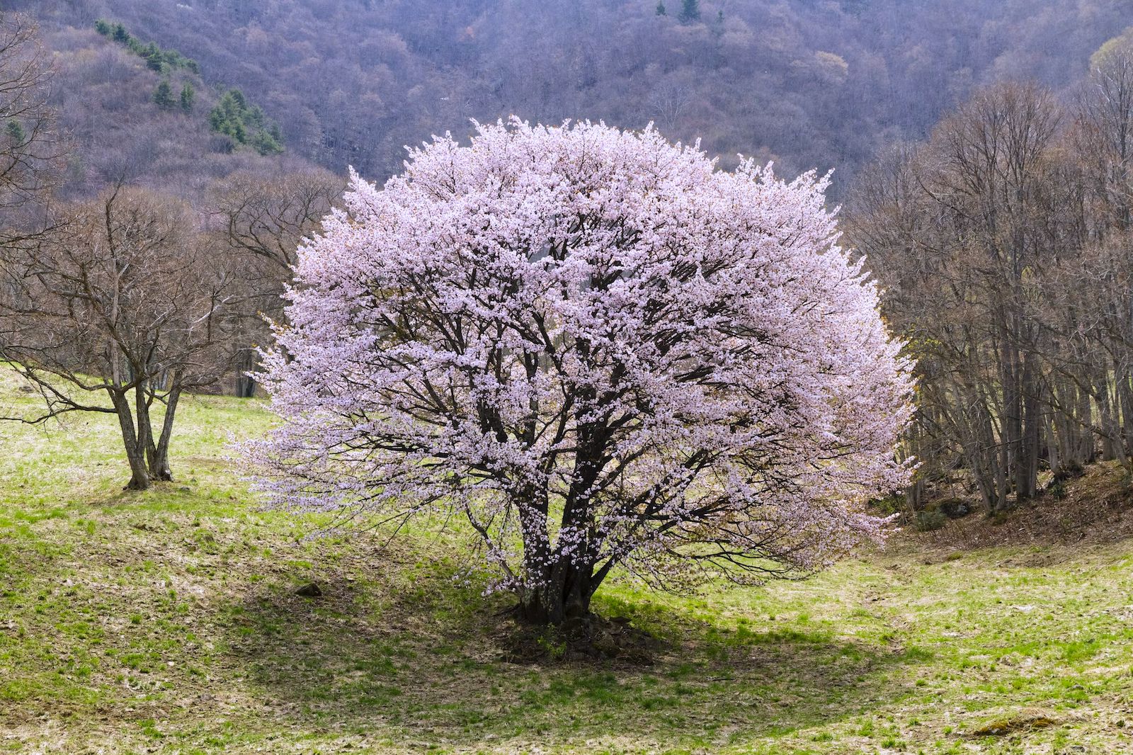 西蔵王放牧場の大山桜