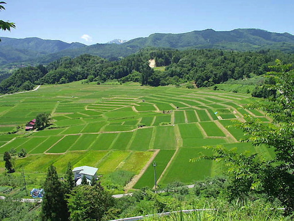椹平の棚田（一本松公園）