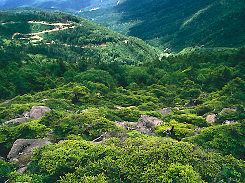 夢の庭園