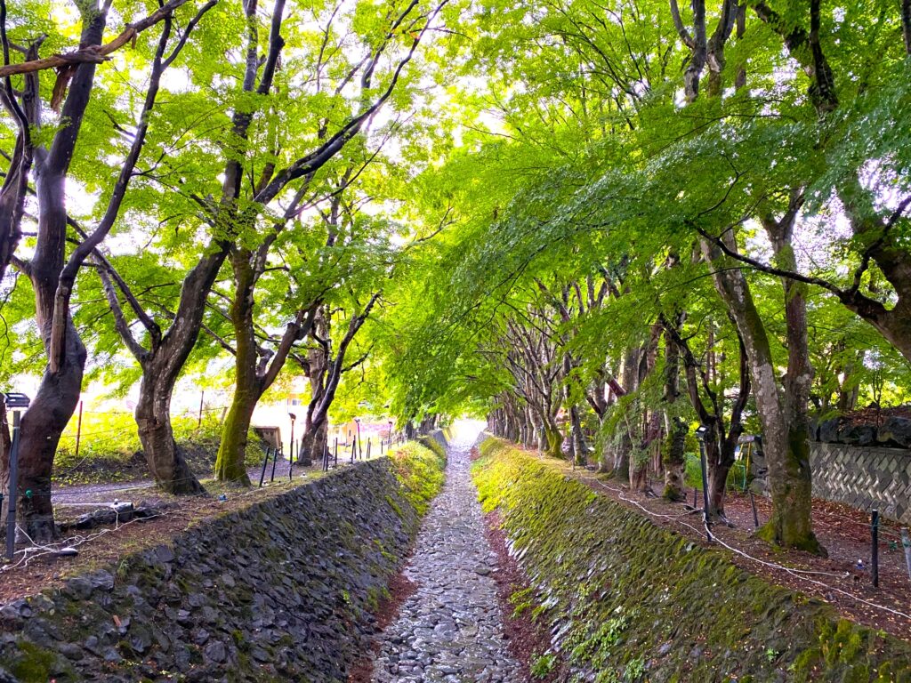 河口湖もみじ回廊