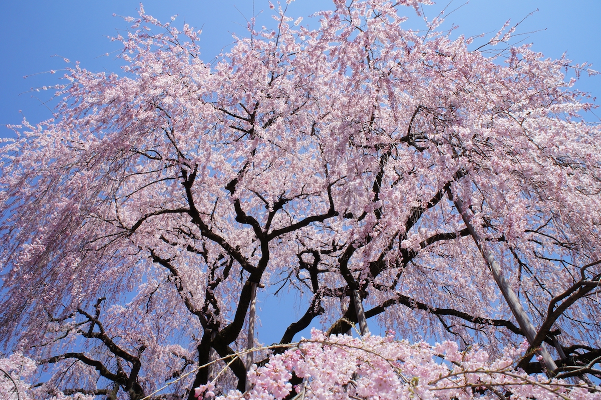 慈雲寺(慈雲寺のイトザクラ)