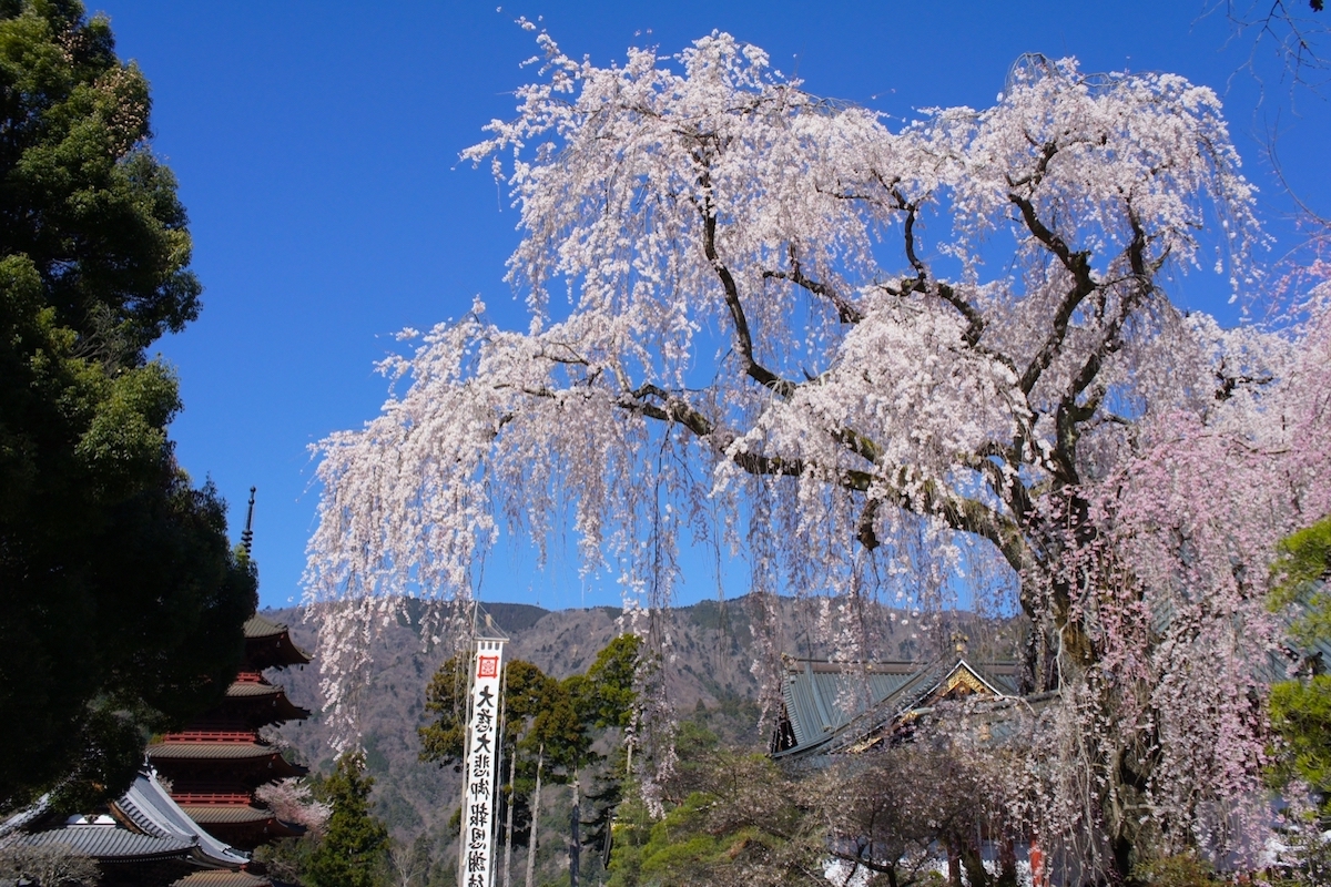 身延山久遠寺のシダレザクラ