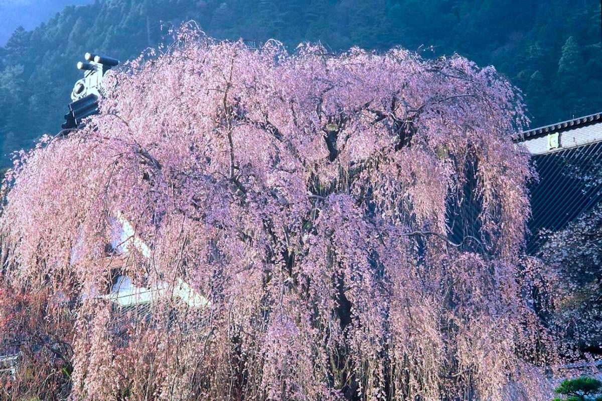 身延山久遠寺のシダレザクラ