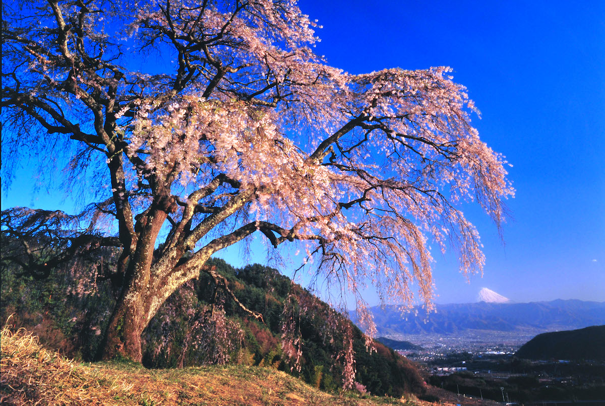 乙ケ妻の桜