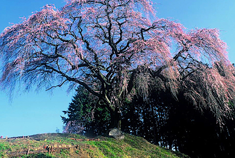 乙ケ妻の桜