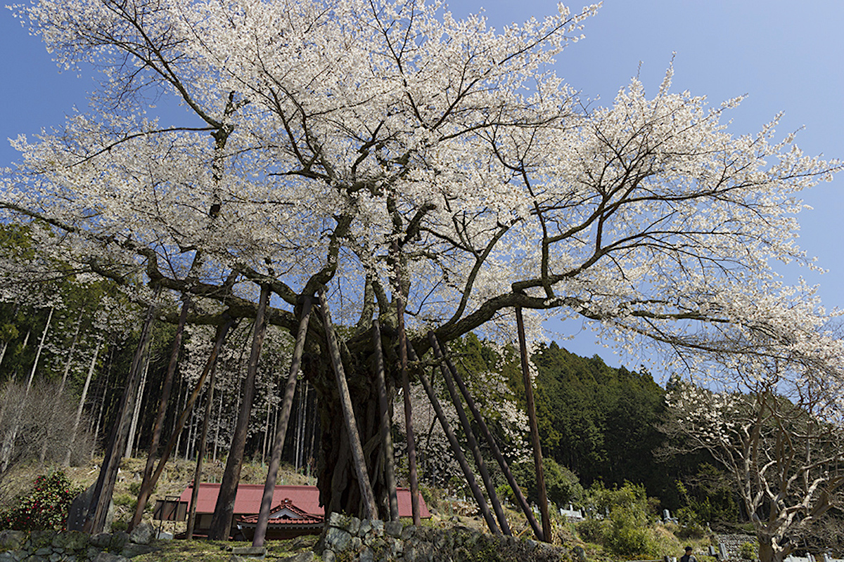 本郷の千年桜