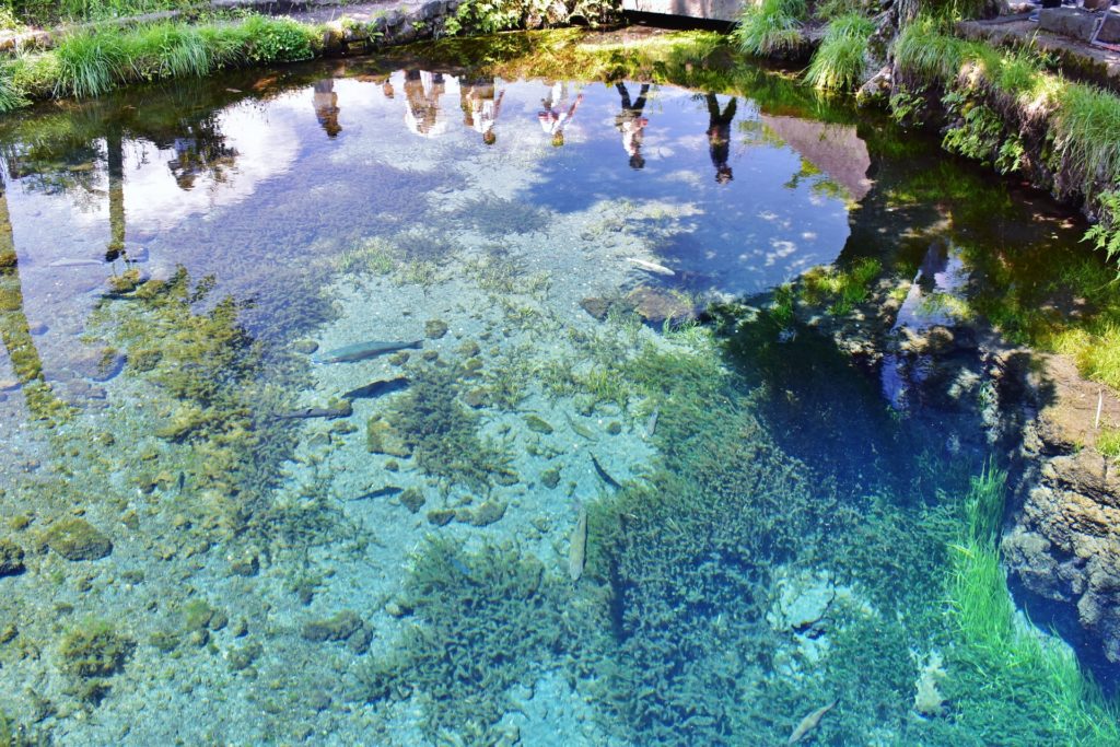 忍野八海・湧池