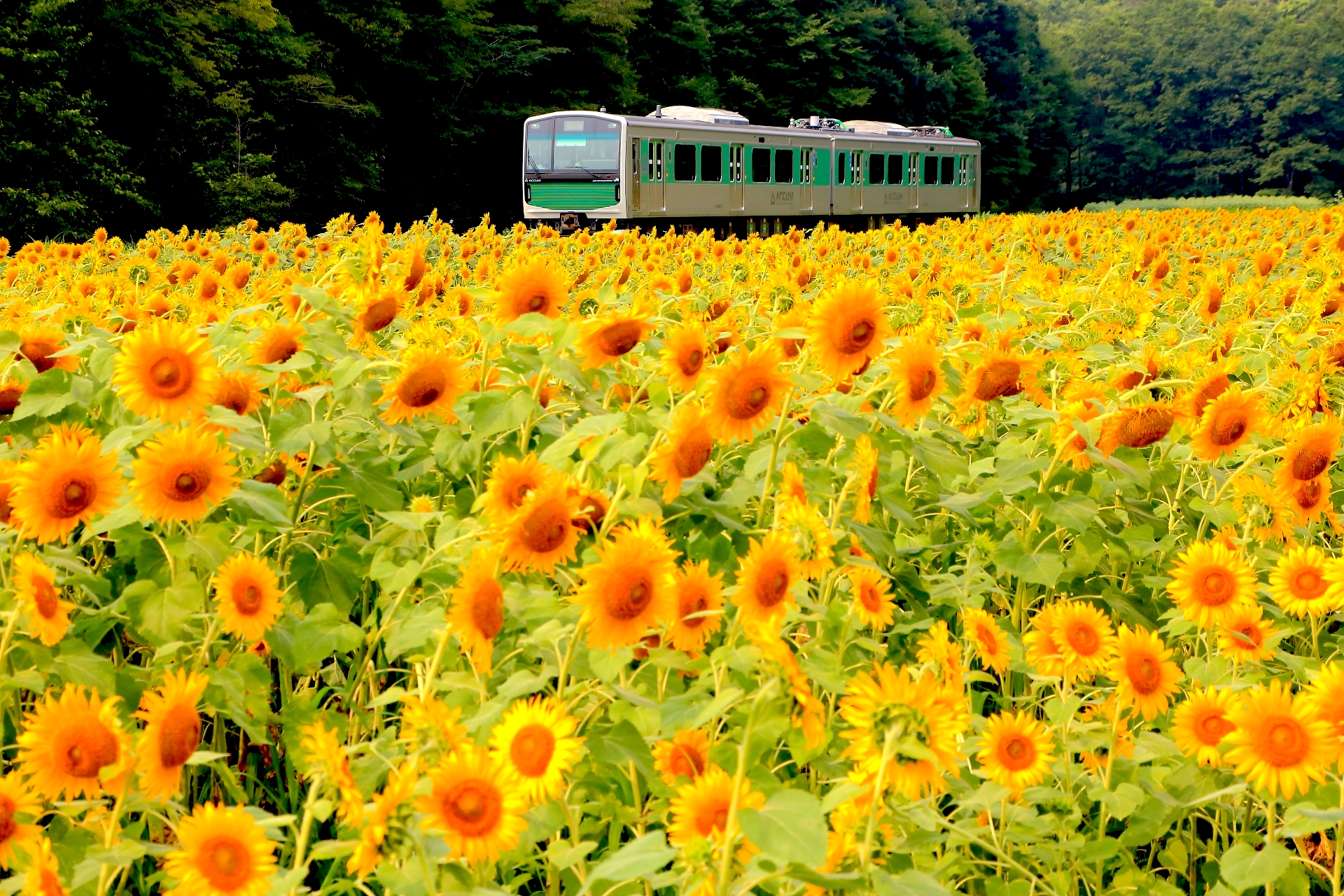 烏山線・ひまわり