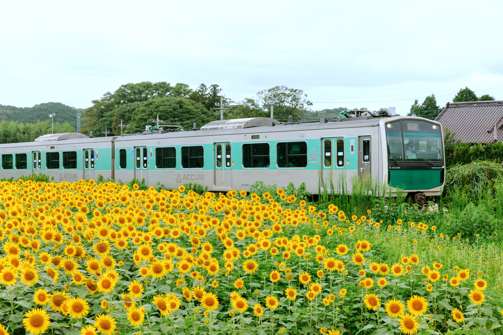 烏山線・ひまわり