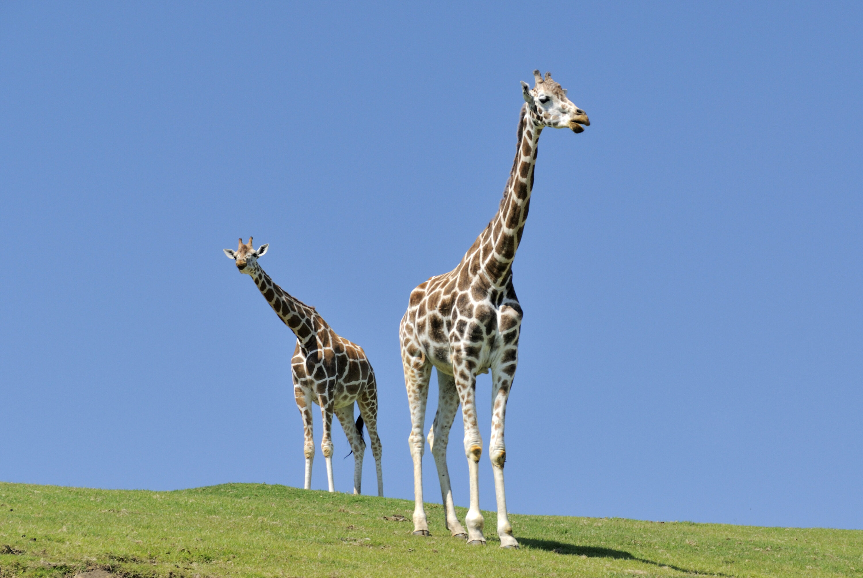 アフリカンサファリ