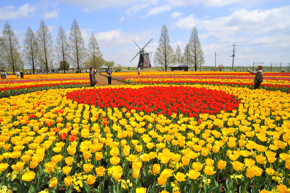 あけぼの山農業公園・チューリップ