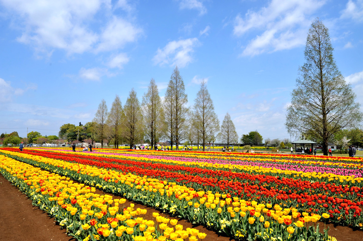あけぼの山農業公園・チューリップ