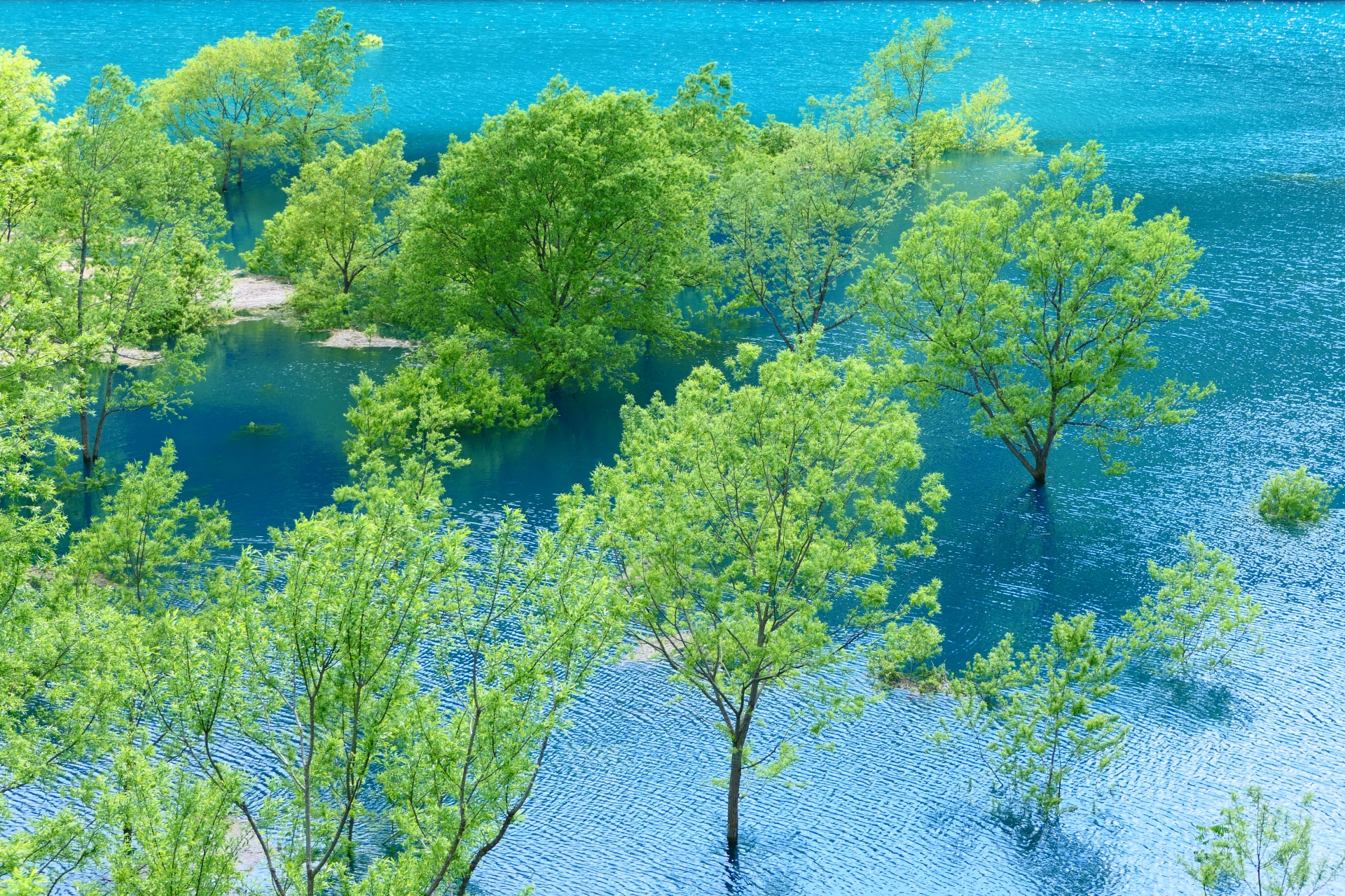 秋扇湖・水没林