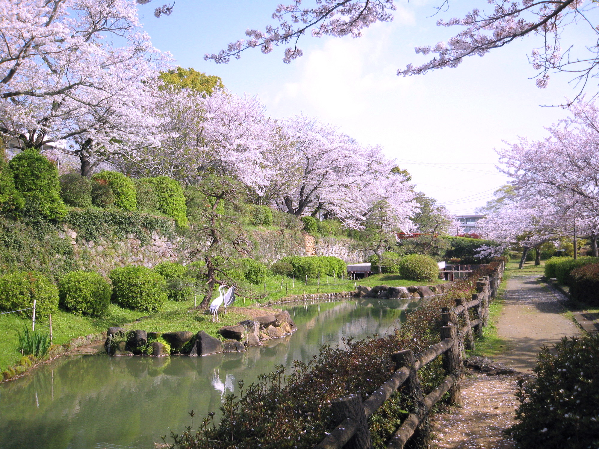 旭ヶ岡公園『桜まつり』