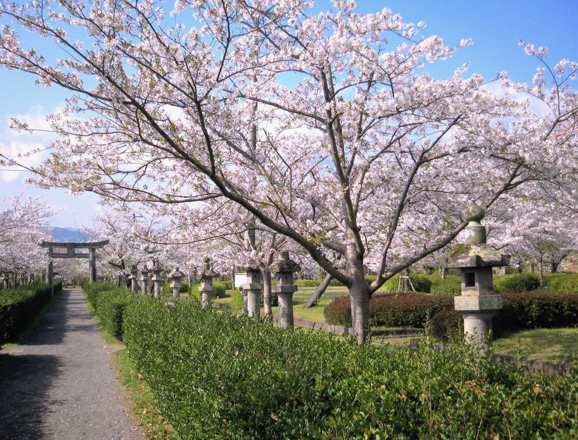 旭ヶ岡公園『桜まつり』