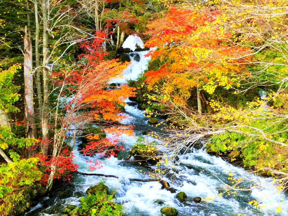 阿寒川源流・紅葉