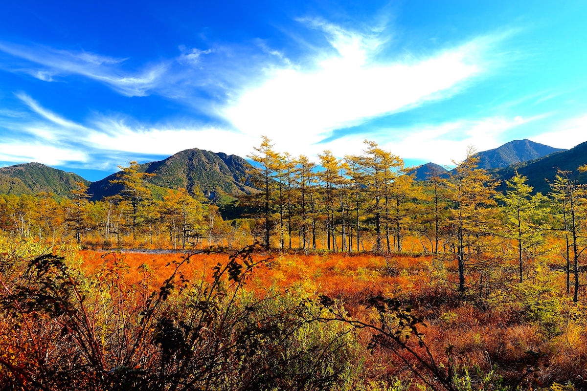 戦場ヶ原・紅葉