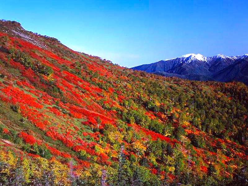 銀泉台・紅葉