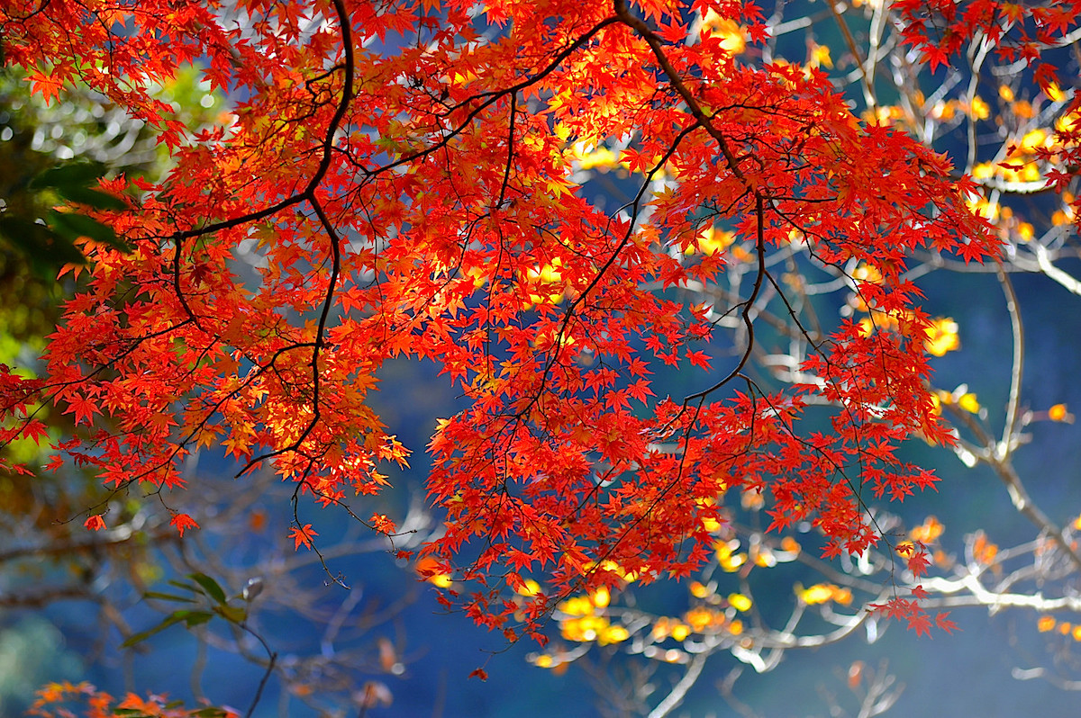 紅葉