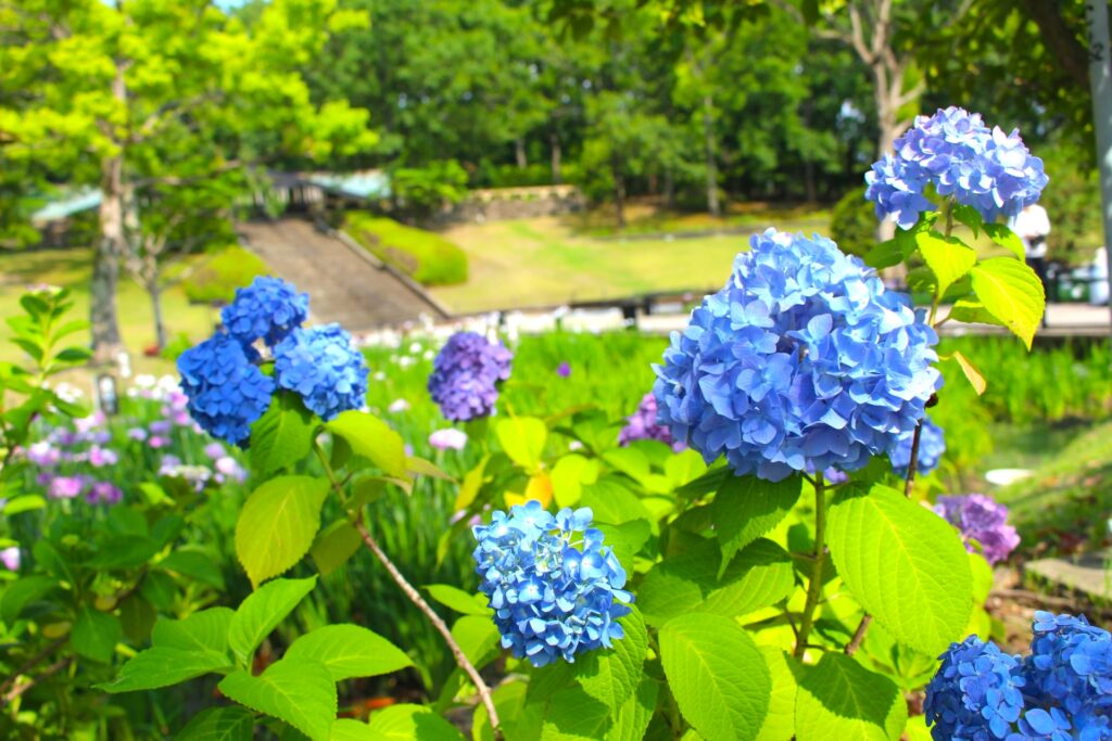 万博記念公園『あじさいまつり』
