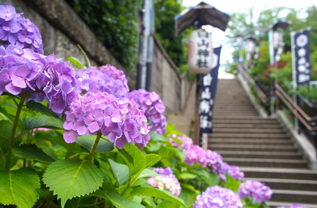 文京あじさい祭