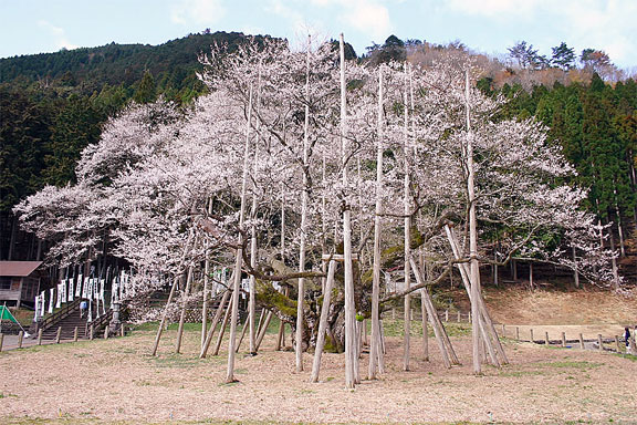 根尾谷の淡墨桜