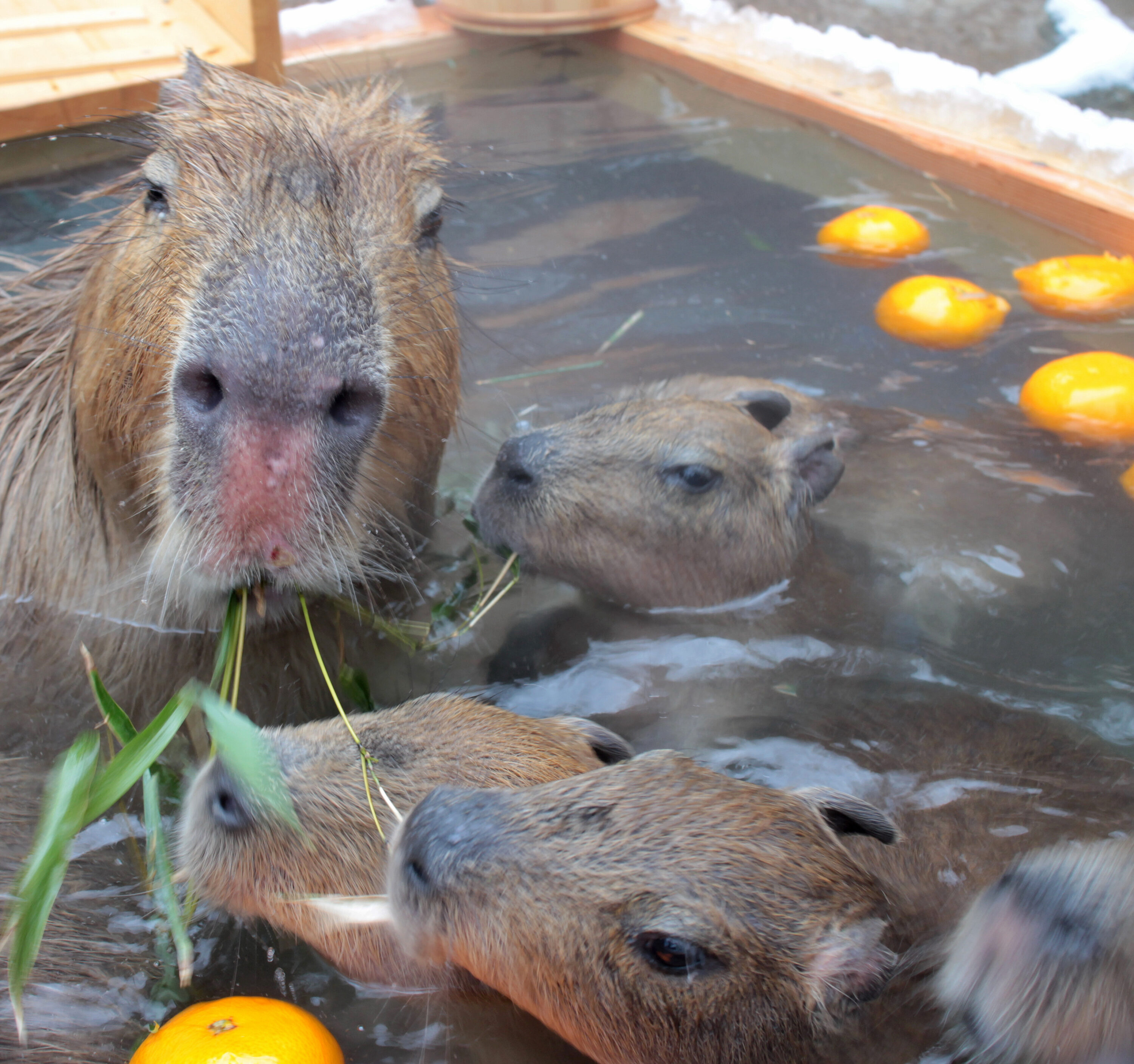 カピバラ温泉「華の湯」（須坂市動物園）