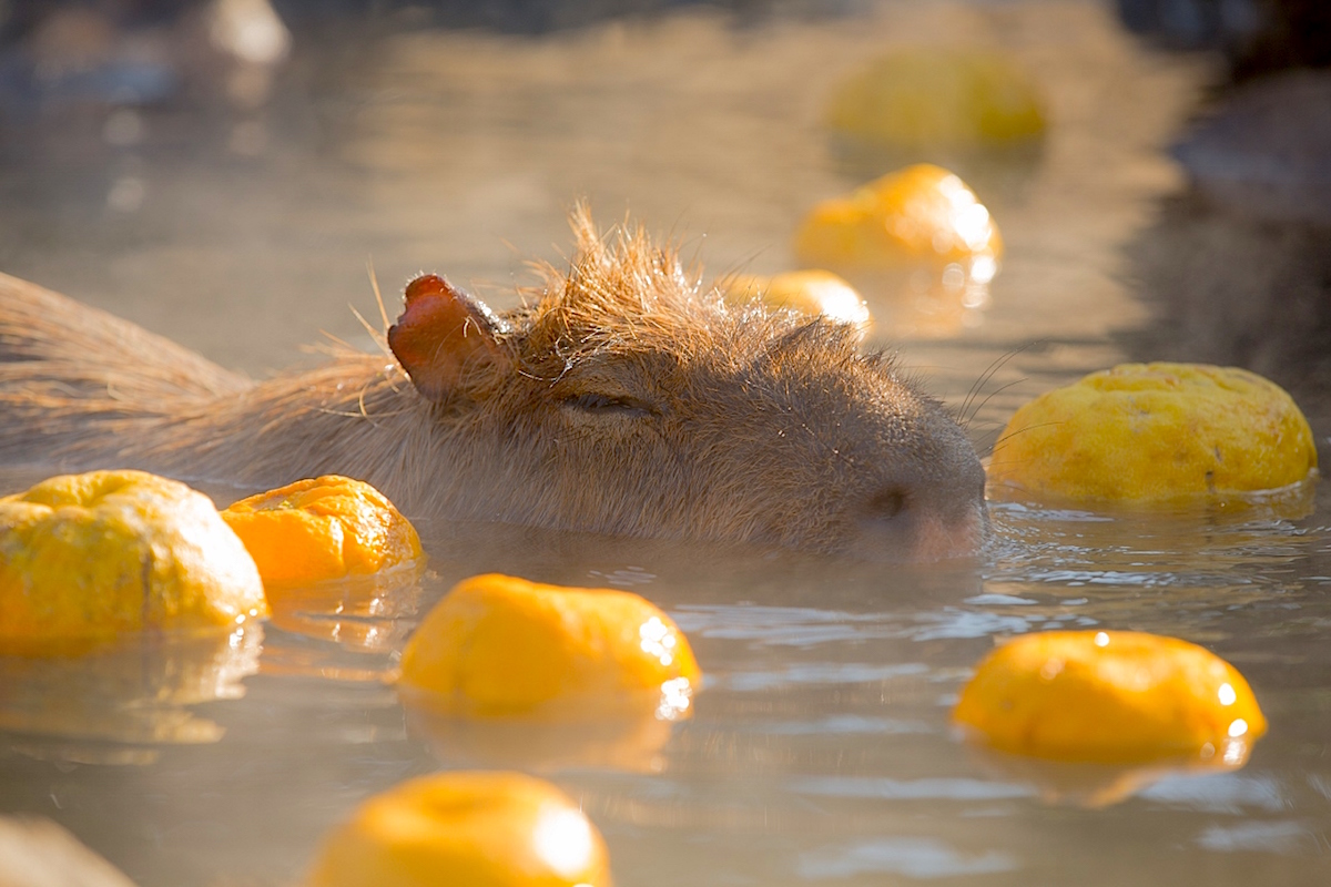 カピバラゆず湯