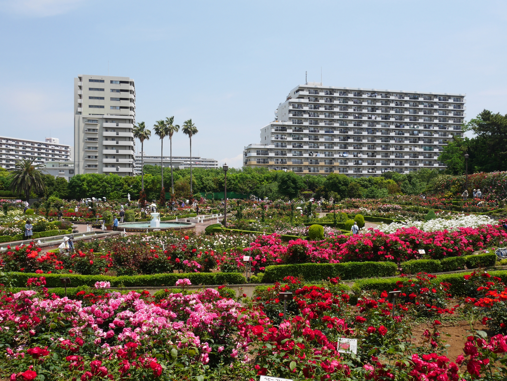 谷津バラ園