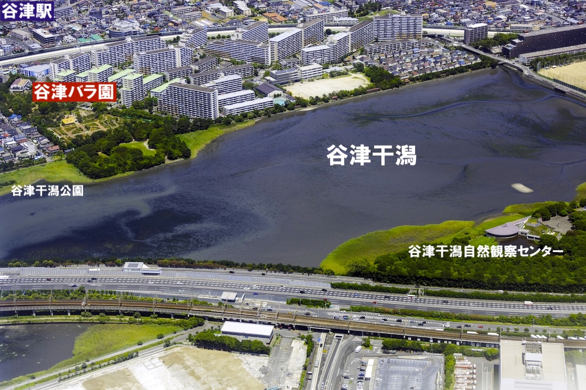 谷津バラ園