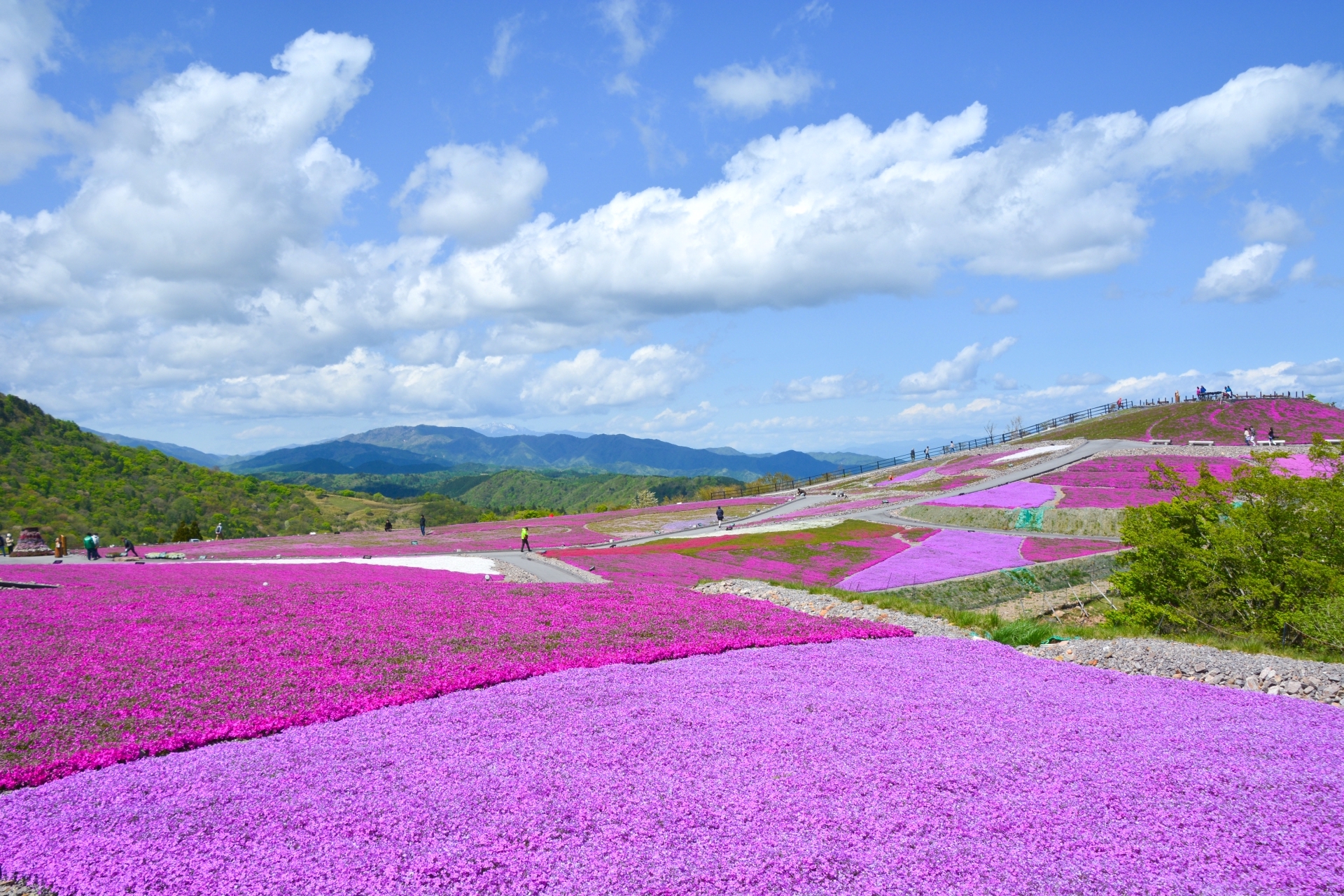 茶臼山高原天空の花回廊『芝桜まつり』