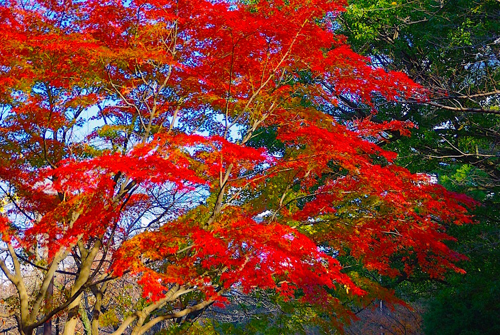 千葉公園・紅葉