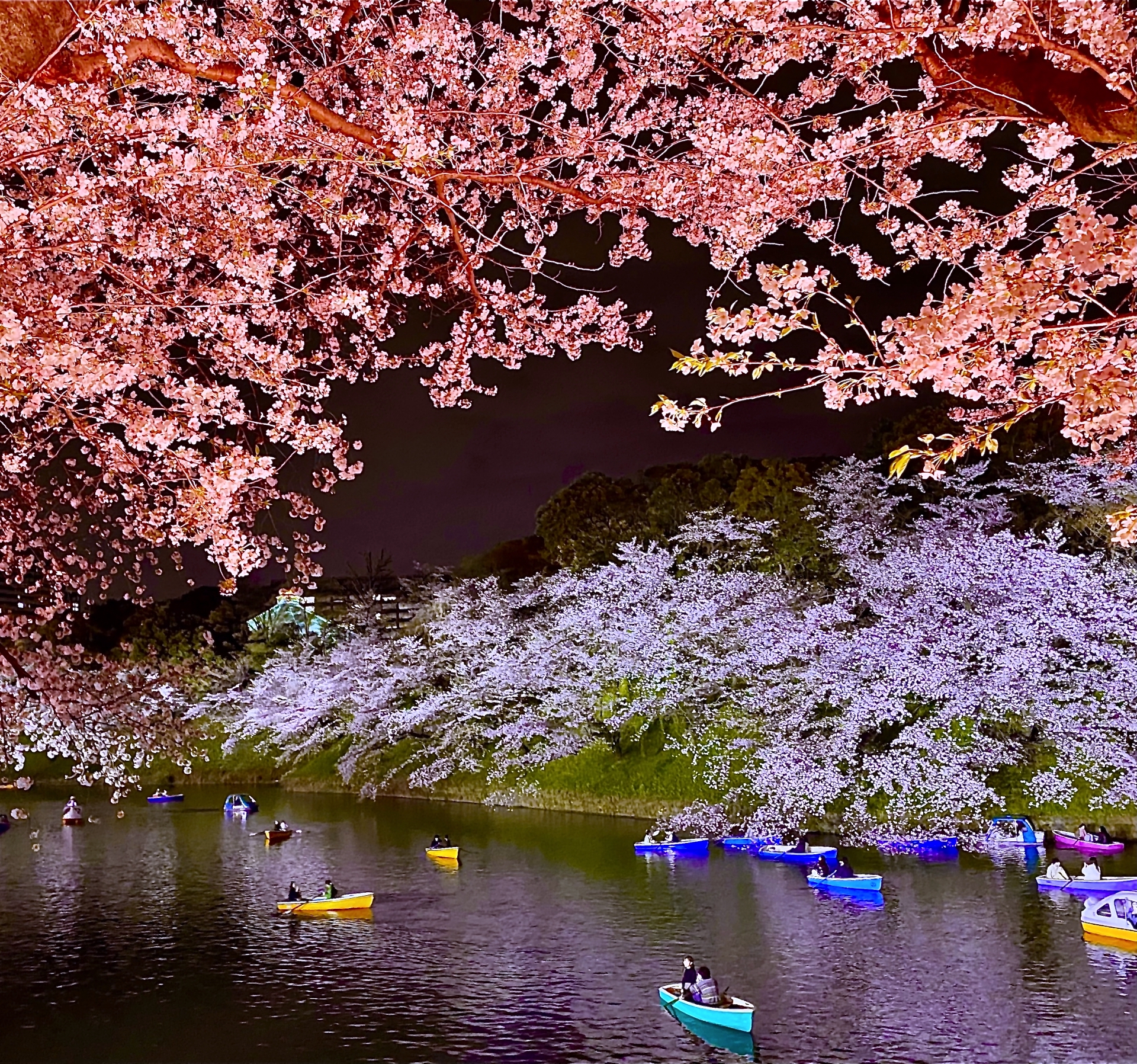 千鳥ヶ淵・夜桜
