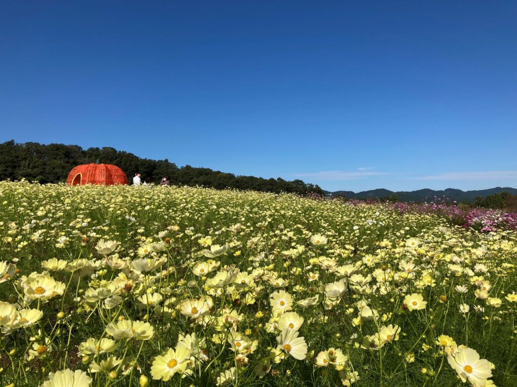 国営越後丘陵公園『コスモスまつり』