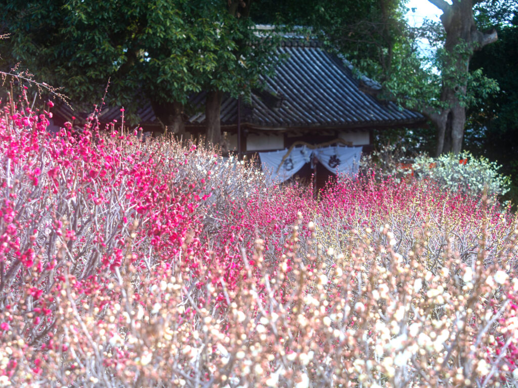 道明寺天満宮梅まつり
