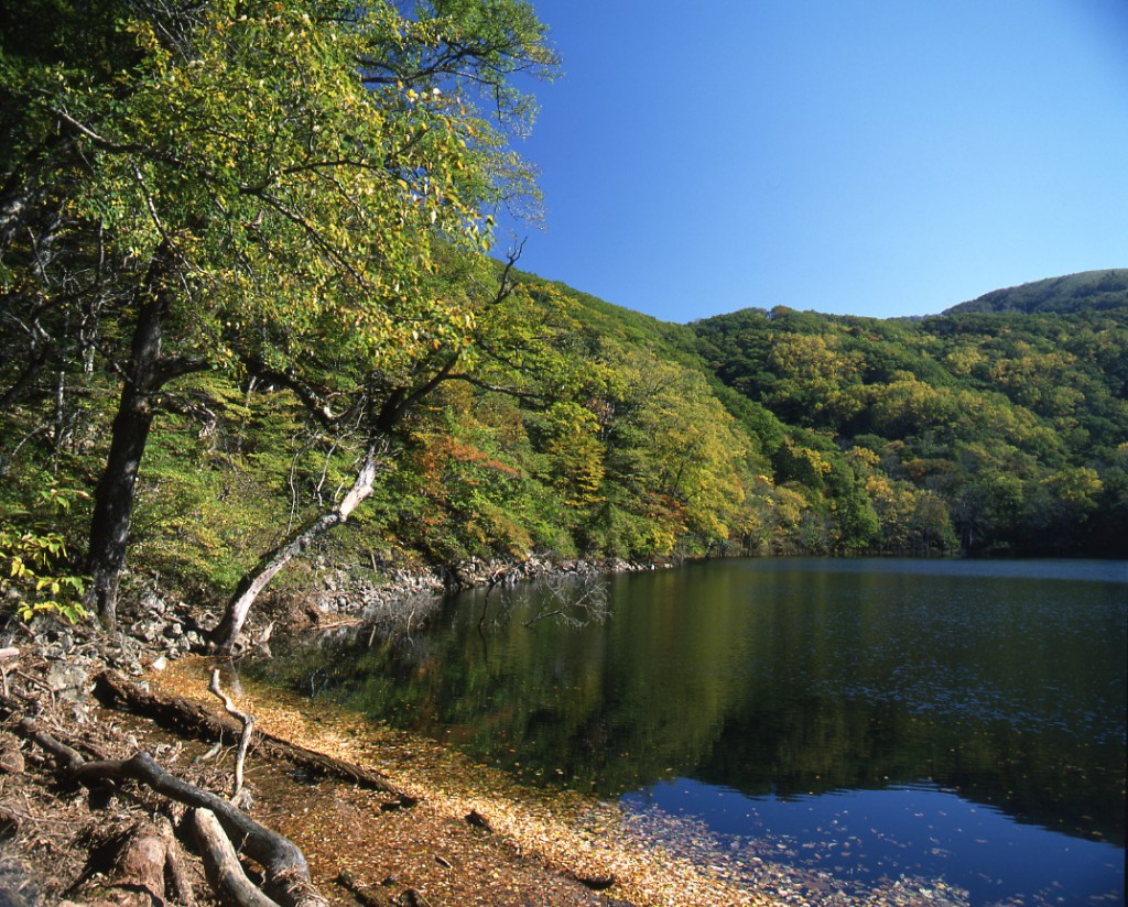 紅葉の豊似湖。ヒグマには要注意です