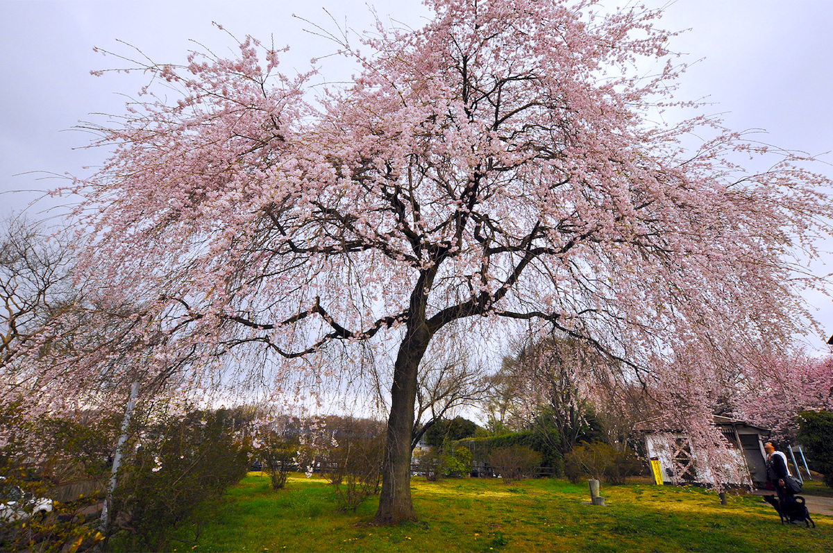 天平の花まつり