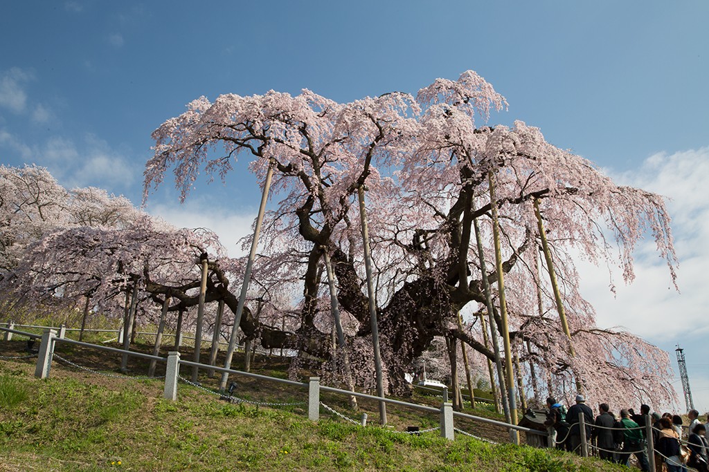 三春滝桜