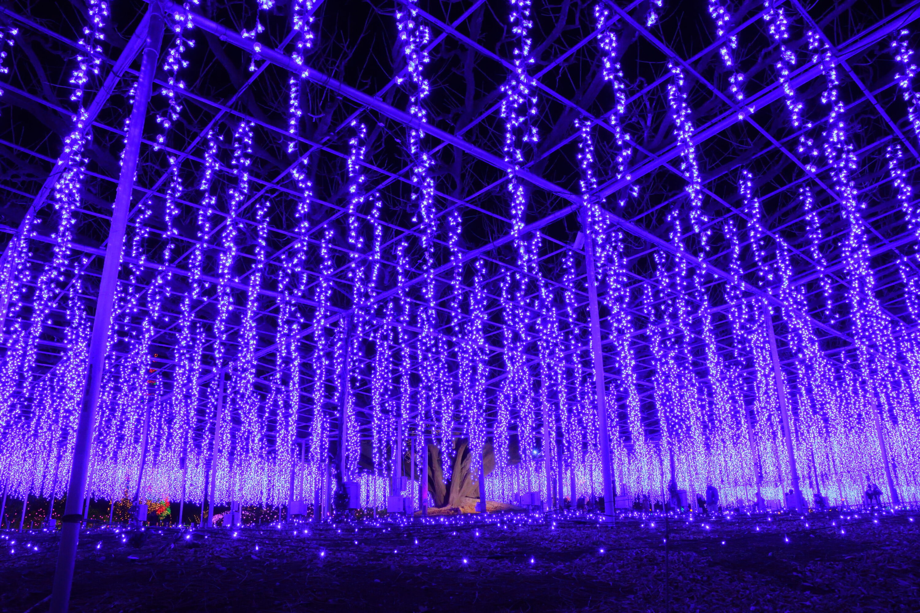 あしかがフラワーパーク 光の花の庭