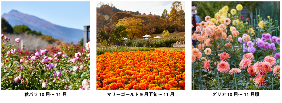 茨城県フラワーパーク『イルミネーション』