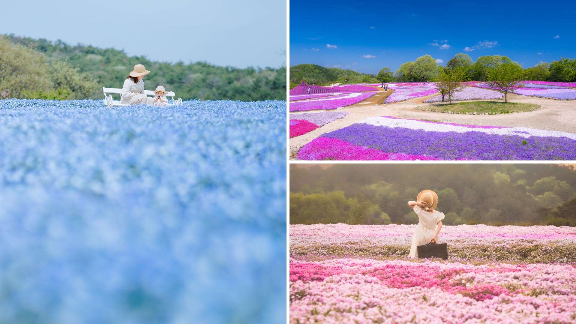 芝桜とネモフィラの丘