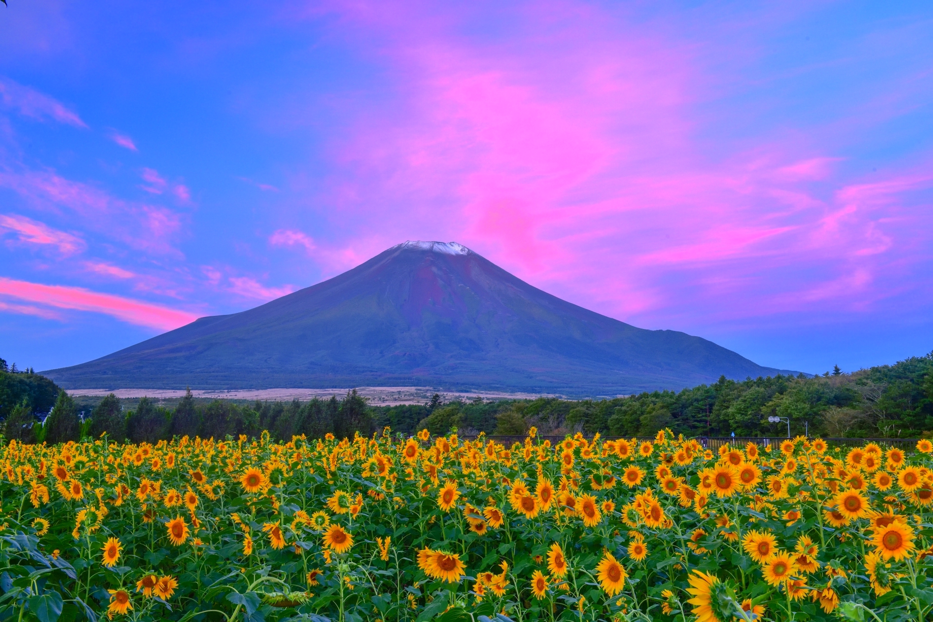山中湖・花の都公園